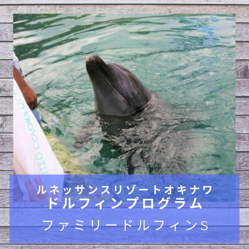 親子 幸せを呼ぶイルカ 最愛なるドルフィン 迫力満点！イルカのジャンプに大興奮 | 香川県 さぬき市